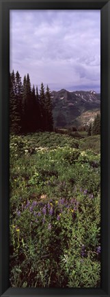 Framed Forest, Washington Gulch Trail, Crested Butte, Gunnison County, Colorado (vertical) Print