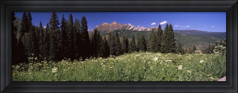 Framed Forest, Kebler Pass, Crested Butte, Gunnison County, Colorado, USA Print