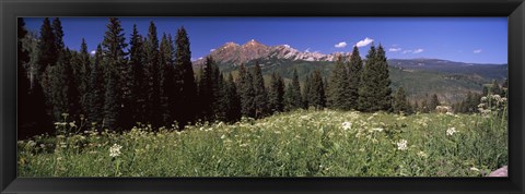 Framed Forest, Kebler Pass, Crested Butte, Gunnison County, Colorado, USA Print