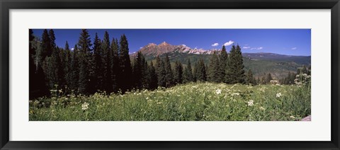 Framed Forest, Kebler Pass, Crested Butte, Gunnison County, Colorado, USA Print