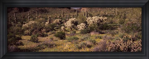 Framed Saguaro cacti (Carnegiea gigantea) on a landscape, Organ Pipe Cactus National Monument, Arizona, USA Print