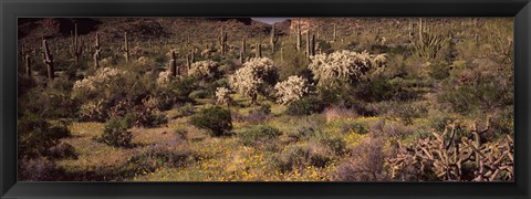 Framed Saguaro cacti (Carnegiea gigantea) on a landscape, Organ Pipe Cactus National Monument, Arizona, USA Print