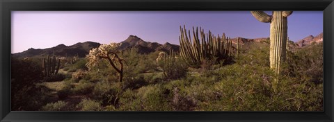 Framed Organ Pipe cactus, Arizona Print