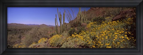 Framed Organ Pipe cactus and yellow wildflowers, Arizona Print