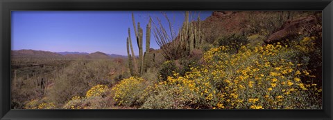 Framed Organ Pipe cactus and yellow wildflowers, Arizona Print