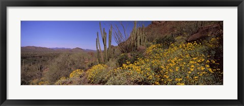 Framed Organ Pipe cactus and yellow wildflowers, Arizona Print