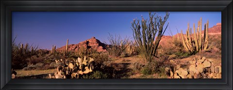Framed Organ Pipe Cacti, Organ Pipe Cactus National Monument, Arizona, USA Print