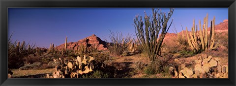 Framed Organ Pipe Cacti, Organ Pipe Cactus National Monument, Arizona, USA Print