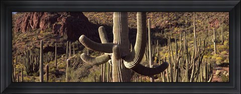 Framed Cacti on a landscape, Arizona Print