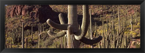 Framed Cacti on a landscape, Arizona Print