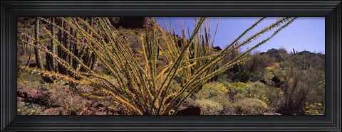 Framed Plants on a landscape, Organ Pipe Cactus National Monument, Arizona (horizontal) Print