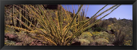 Framed Plants on a landscape, Organ Pipe Cactus National Monument, Arizona (horizontal) Print