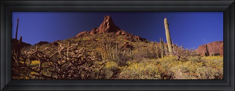 Framed Organ Pipe Cactus National Monument, Arizona Print