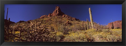 Framed Organ Pipe Cactus National Monument, Arizona Print