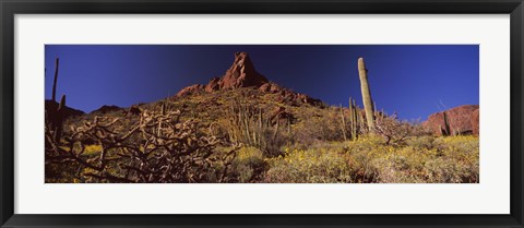 Framed Organ Pipe Cactus National Monument, Arizona Print