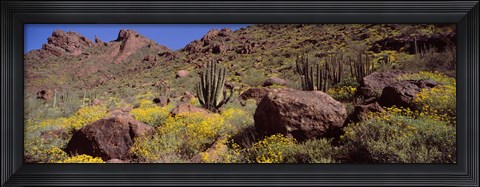 Framed Cacti with wildflowers on a landscape, Organ Pipe Cactus National Monument, Arizona, USA Print