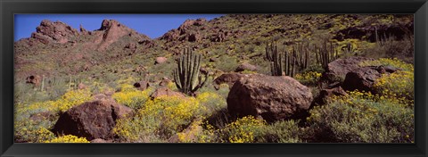 Framed Cacti with wildflowers on a landscape, Organ Pipe Cactus National Monument, Arizona, USA Print