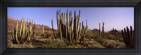 Framed Organ Pipe Cacti on a Landscape, Organ Pipe Cactus National Monument, Arizona, USA Print