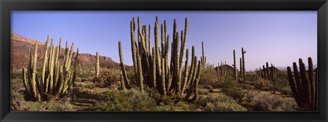 Framed Organ Pipe Cacti on a Landscape, Organ Pipe Cactus National Monument, Arizona, USA Print