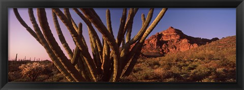 Framed Organ Pipe cactus on a landscape, Organ Pipe Cactus National Monument, Arizona Print