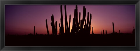 Framed Silhouette of Organ Pipe cacti (Stenocereus thurberi) on a landscape, Organ Pipe Cactus National Monument, Arizona, USA Print