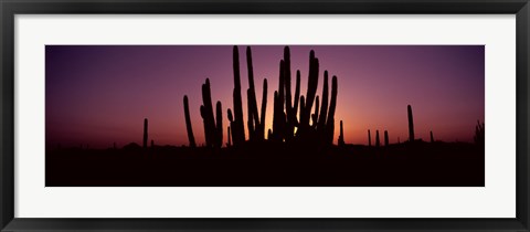 Framed Silhouette of Organ Pipe cacti (Stenocereus thurberi) on a landscape, Organ Pipe Cactus National Monument, Arizona, USA Print