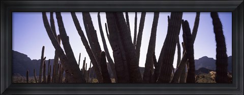 Framed Cactus Close-Up, Organ Pipe Cactus National Monument, Arizona, USA Print