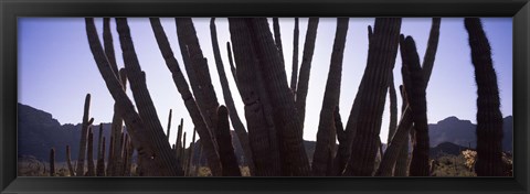 Framed Cactus Close-Up, Organ Pipe Cactus National Monument, Arizona, USA Print