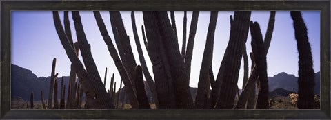 Framed Cactus Close-Up, Organ Pipe Cactus National Monument, Arizona, USA Print