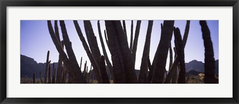 Framed Cactus Close-Up, Organ Pipe Cactus National Monument, Arizona, USA Print