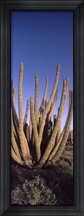 Framed Organ Pipe Cacti, Organ Pipe Cactus National Monument, Arizona (horizontal) Print