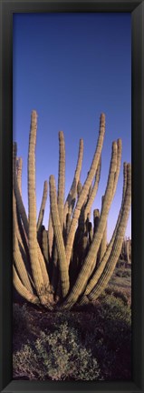 Framed Organ Pipe Cacti, Organ Pipe Cactus National Monument, Arizona (horizontal) Print