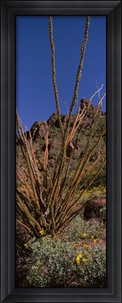 Framed Plants on a landscape, Organ Pipe Cactus National Monument, Arizona (vertical) Print