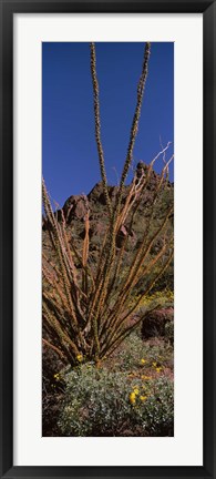 Framed Plants on a landscape, Organ Pipe Cactus National Monument, Arizona (vertical) Print