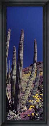 Framed Close up of Organ Pipe cactus, Arizona Print