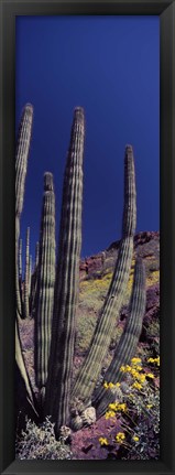 Framed Close up of Organ Pipe cactus, Arizona Print