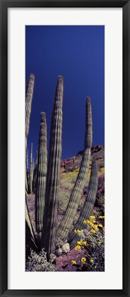 Framed Close up of Organ Pipe cactus, Arizona Print