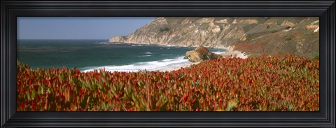 Framed Flowers on the coast, Big Sur, California, USA Print