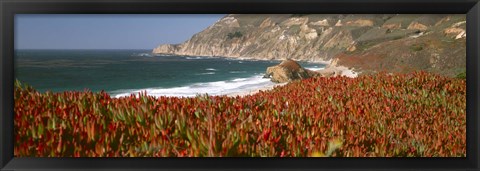 Framed Flowers on the coast, Big Sur, California, USA Print