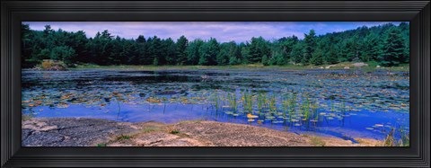 Framed Pond in a national park, Bubble Pond, Acadia National Park, Mount Desert Island, Hancock County, Maine, USA Print