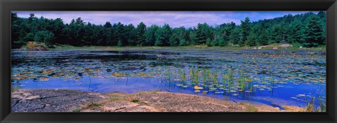 Framed Pond in a national park, Bubble Pond, Acadia National Park, Mount Desert Island, Hancock County, Maine, USA Print