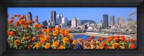 Framed Blooming flowers with city skyline in the background, Montreal, Quebec, Canada 2010 Print