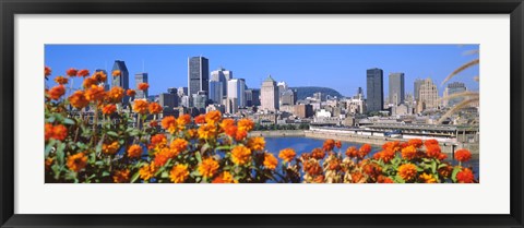 Framed Blooming flowers with city skyline in the background, Montreal, Quebec, Canada 2010 Print