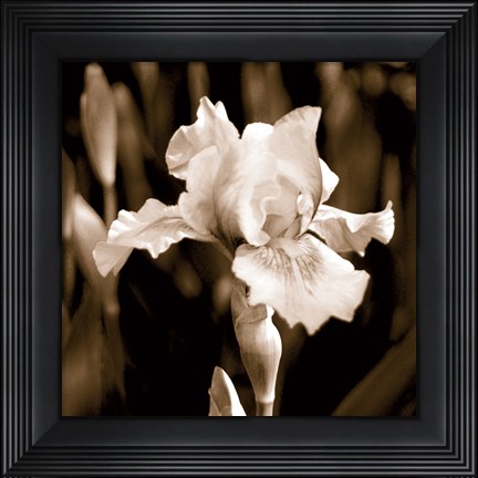 Framed Veronica&#39;s Garden I Print