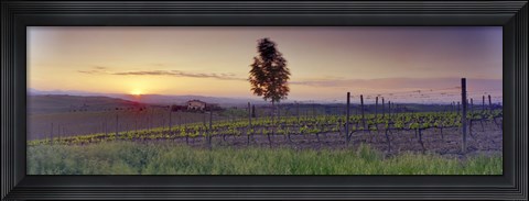 Framed Tree in a vineyard, Val D&#39;Orcia, Siena Province, Tuscany, Italy Print