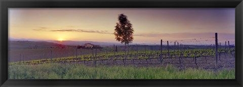 Framed Tree in a vineyard, Val D&#39;Orcia, Siena Province, Tuscany, Italy Print