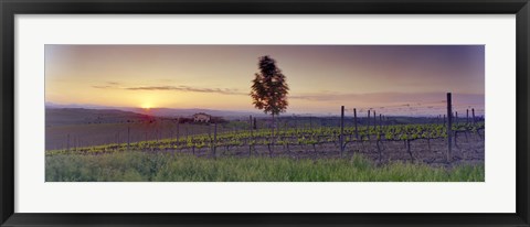 Framed Tree in a vineyard, Val D&#39;Orcia, Siena Province, Tuscany, Italy Print