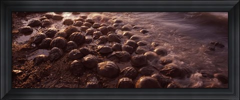 Framed Horseshoe crabs (Limulus polyphemus), spawning, Port Mahon, Delaware River, Delaware, USA Print