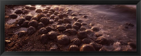 Framed Horseshoe crabs (Limulus polyphemus), spawning, Port Mahon, Delaware River, Delaware, USA Print