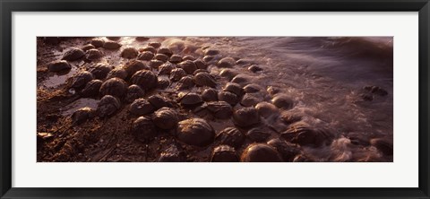 Framed Horseshoe crabs (Limulus polyphemus), spawning, Port Mahon, Delaware River, Delaware, USA Print